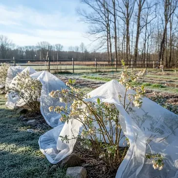 Jak chroni borwki przed przymrozkami: Kompleksowy przewodnik